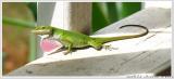 Carolina Anole(Anolis Carolinensis)