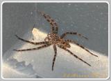 Wolf Spider