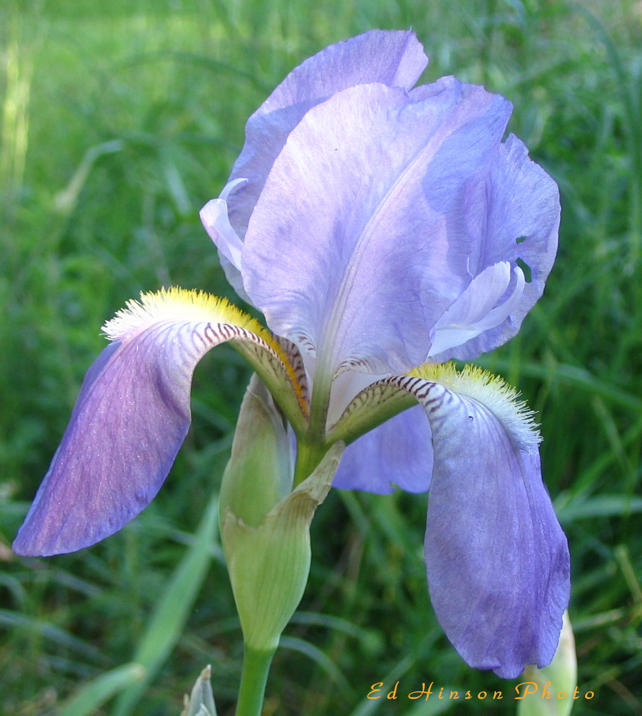 Small Blue Iris