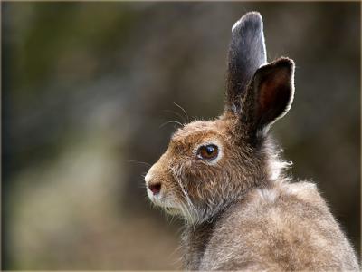 Hare / Feldhase (Lepus europaeus)
