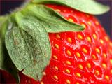 Erdbeere / strawberry