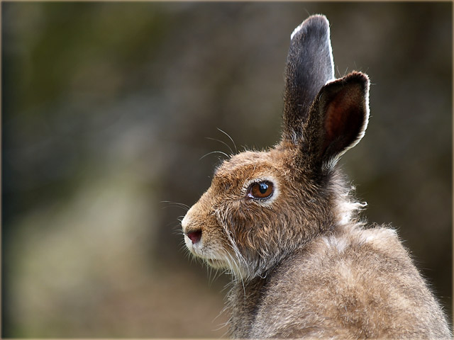 Hare / Feldhase (Lepus europaeus)