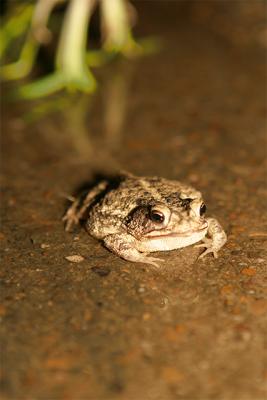 21st - Mr. Frog