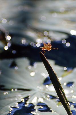 20040720-23.jpg