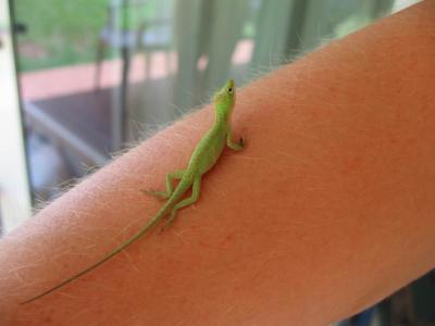 friendly anole on Roo's arm...