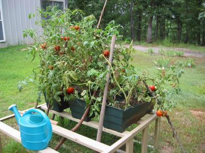 lots of tomatoes!
