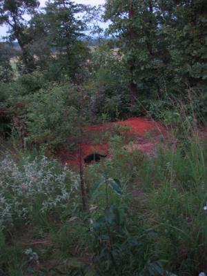 mojo gettin comfortable with the backyard =D