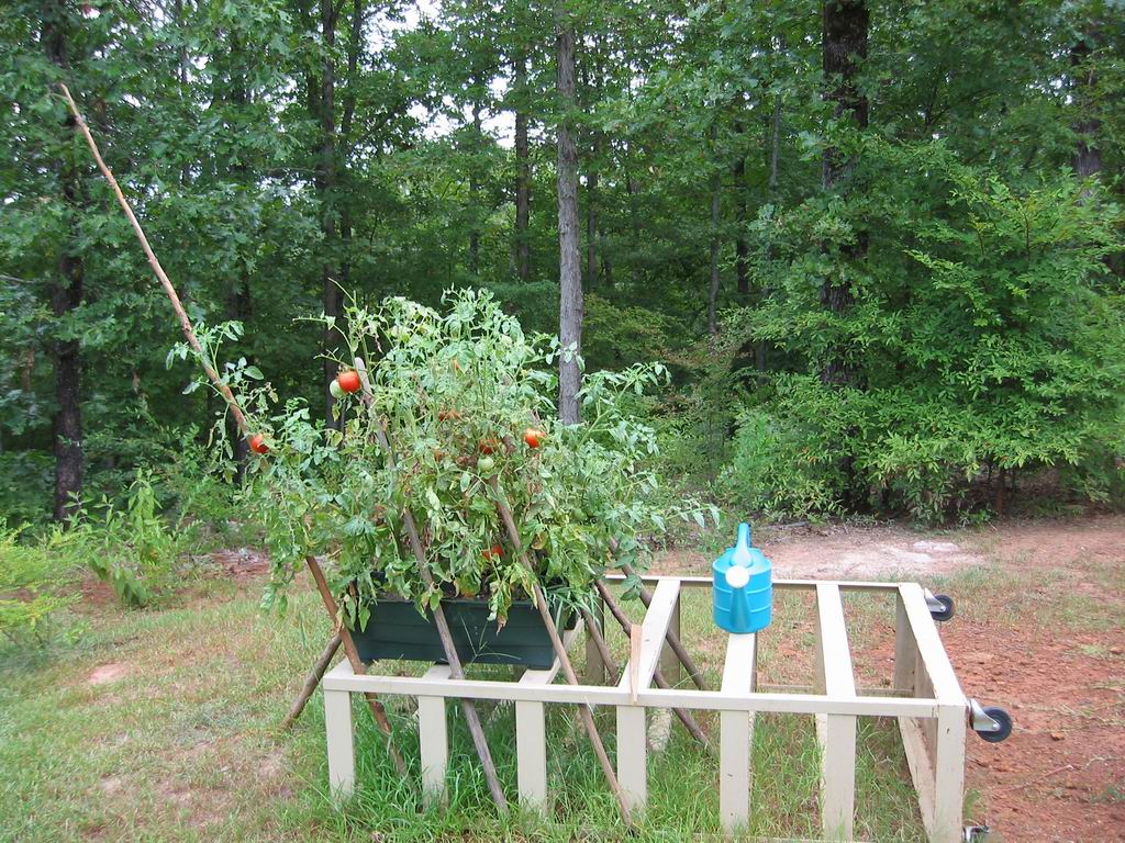 tomatoes are on east end of the house next to our forest