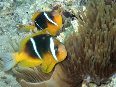 Twobar Anemonefish Clownfish