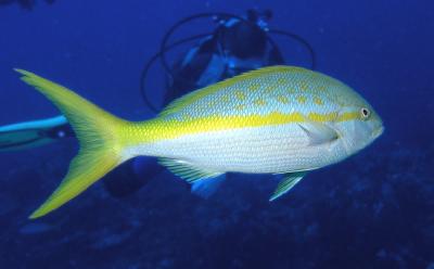 Yellowtail Snapper