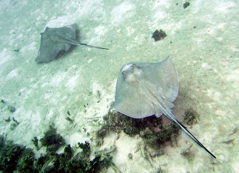 Rays Free Diving