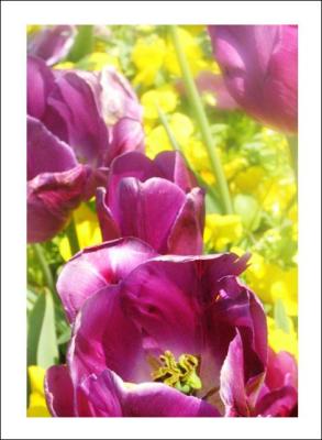 Tulip
