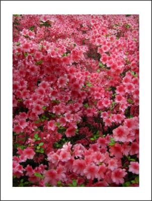 azalea