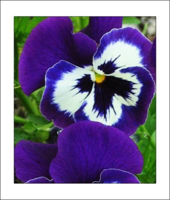 u26/ellaa/medium/43452690.flower2.jpg