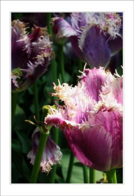 tulip