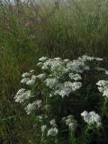 Yarrow