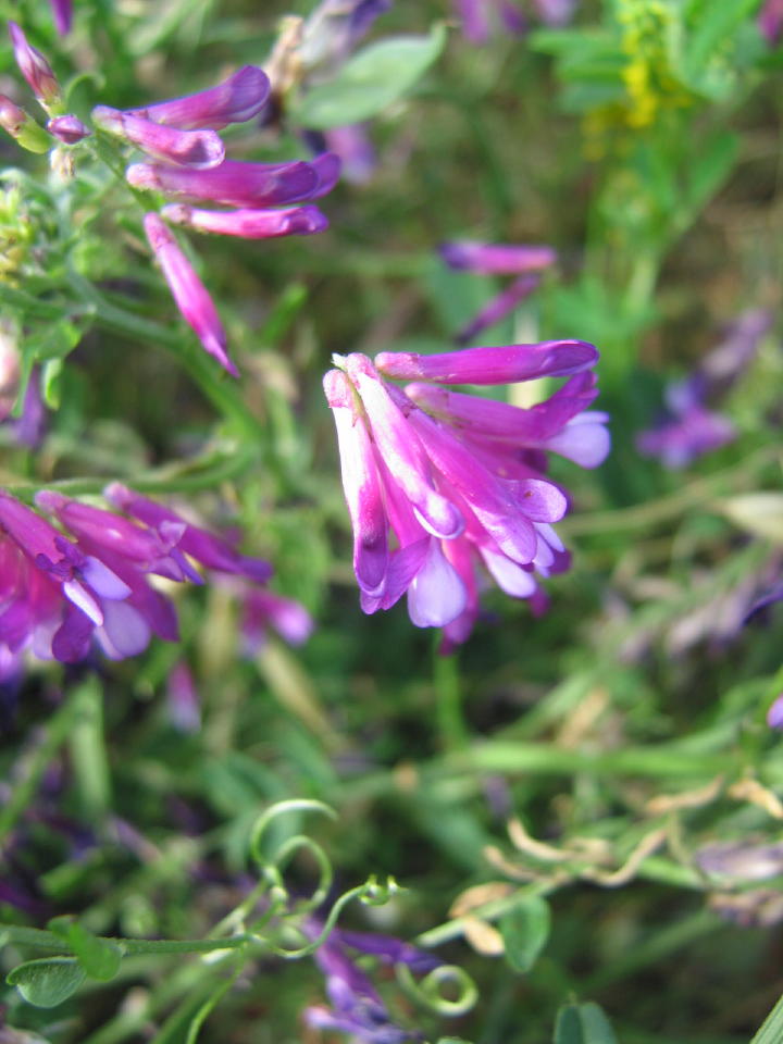 Mini Mock Sweet Pea?