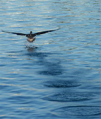 Pelican