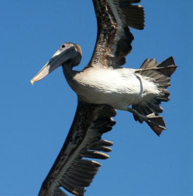 Pelican