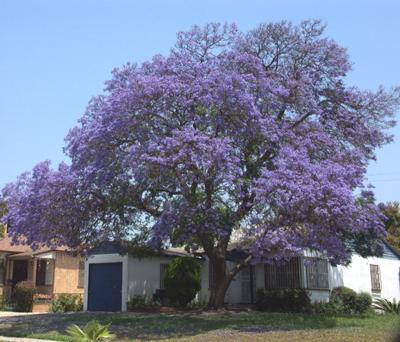 Jacaranda