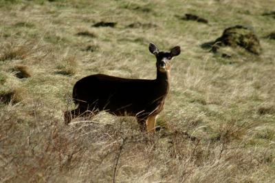 Deer