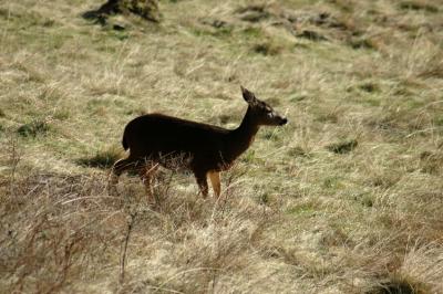 Deer in Meadow