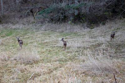 Three Deer
