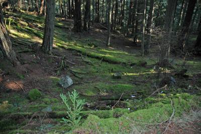 Mixed Lighting in the Forest Today