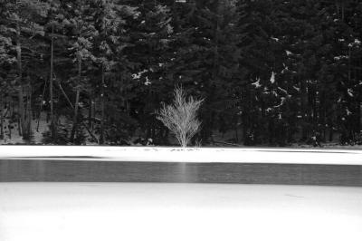 Solitary Tree