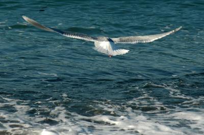 Seagull Wings
