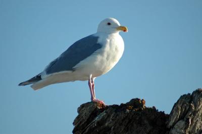 Close Up Seagull
