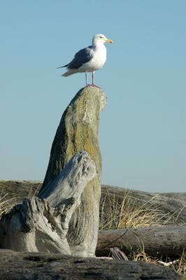 Gull Perched on Log