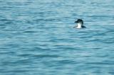 Relaxing in the Strait of Juan De Fuca