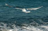 Seagull Wings
