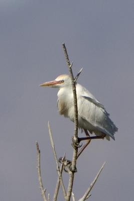 Cattle Egret