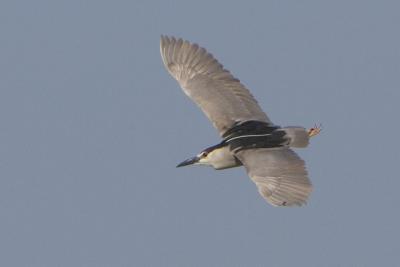 Black-crowned Night Heron