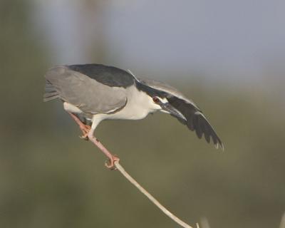 Black-crowned Night Heron