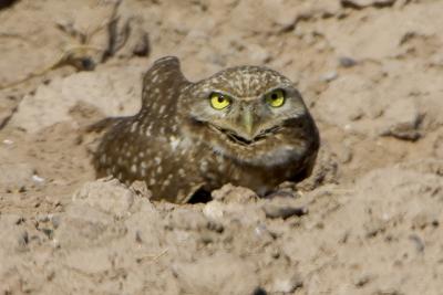 Burrowing Owl