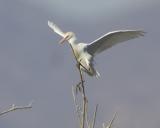 Cattle Egret