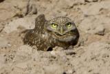 burrowing_owls