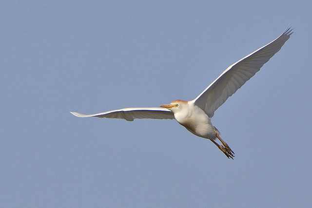 Cattle Egret