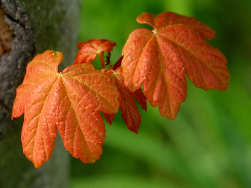 Young red leaves