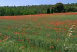 Alfombra de amapolas