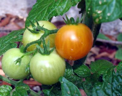 Picking Time!
