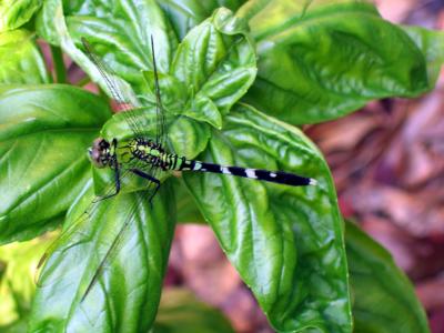 Dragonfly on Basil