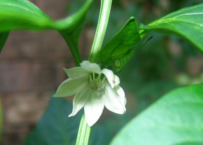 Bell Pepper Flower