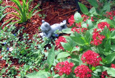 Garden Frog