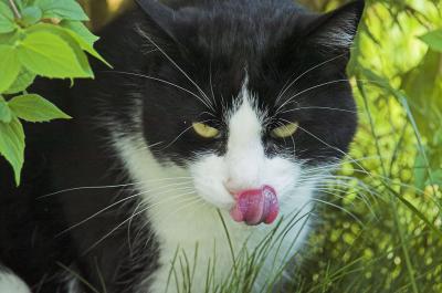 Viehdi licking tongue.jpg