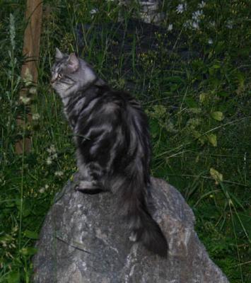 Very classic tabby :-)