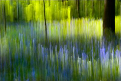 Bluebells Abstract